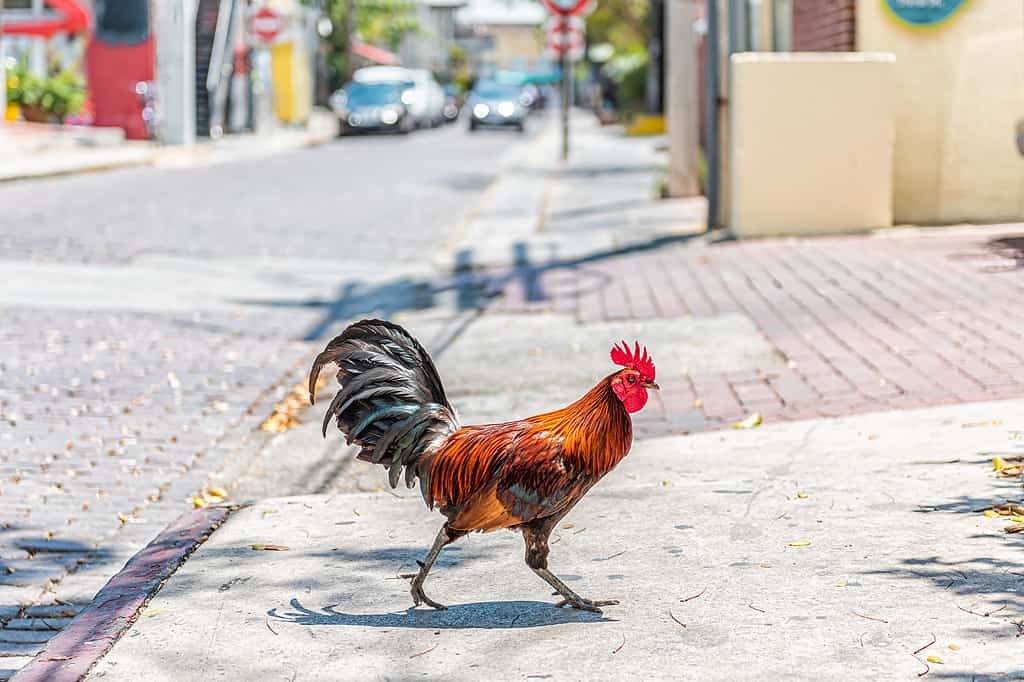 Key West, Stati Uniti pollo gallo selvatico un singolo animale che cammina attraversando il marciapiede in una giornata di sole nella città della Florida