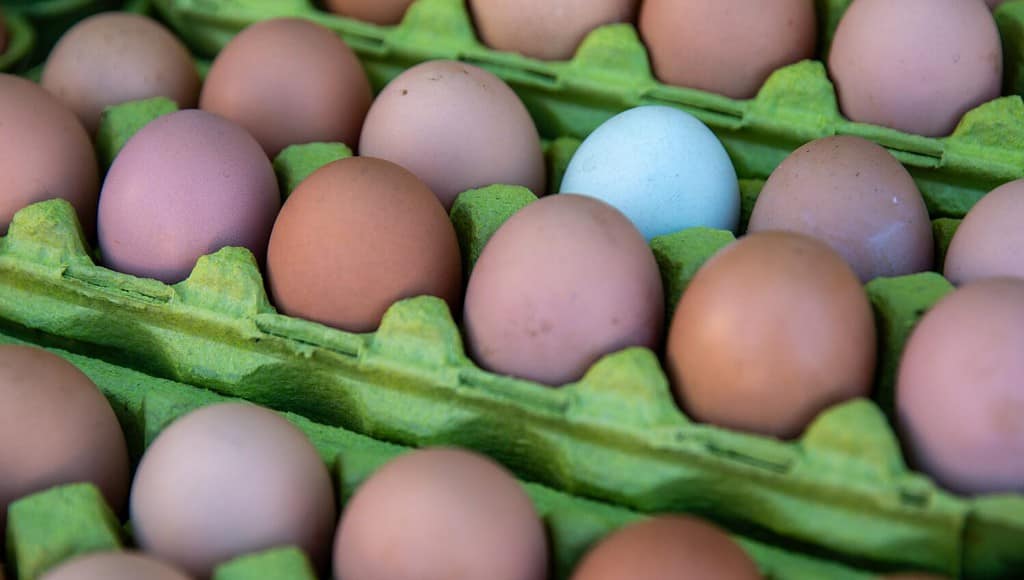 Bianco d'uovo in risalto in una scatola di uova marrone