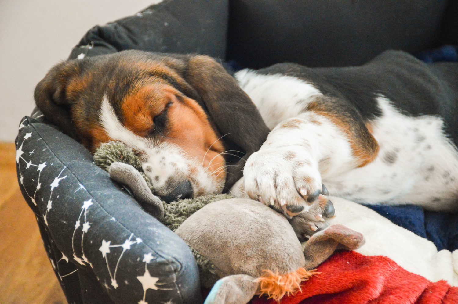 Il cucciolo di Basset Hound dorme nel suo letto, abbracciato il giocattolo.  Cuccioli di basset hound.