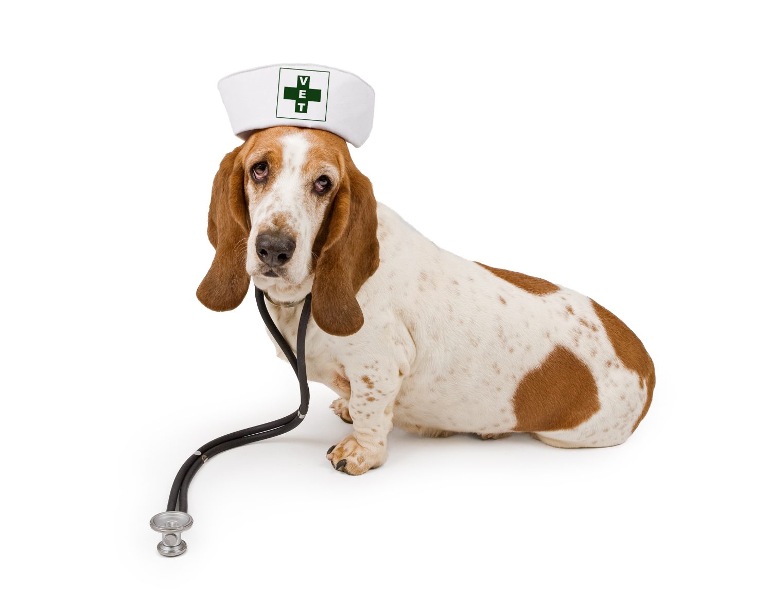 Un cane Basset Hound che indossa un cappello da infermiera su cui è presente un simbolo di pronto soccorso modificato con la scritta Vet e uno stetoscopio.  Isolato su bianco.