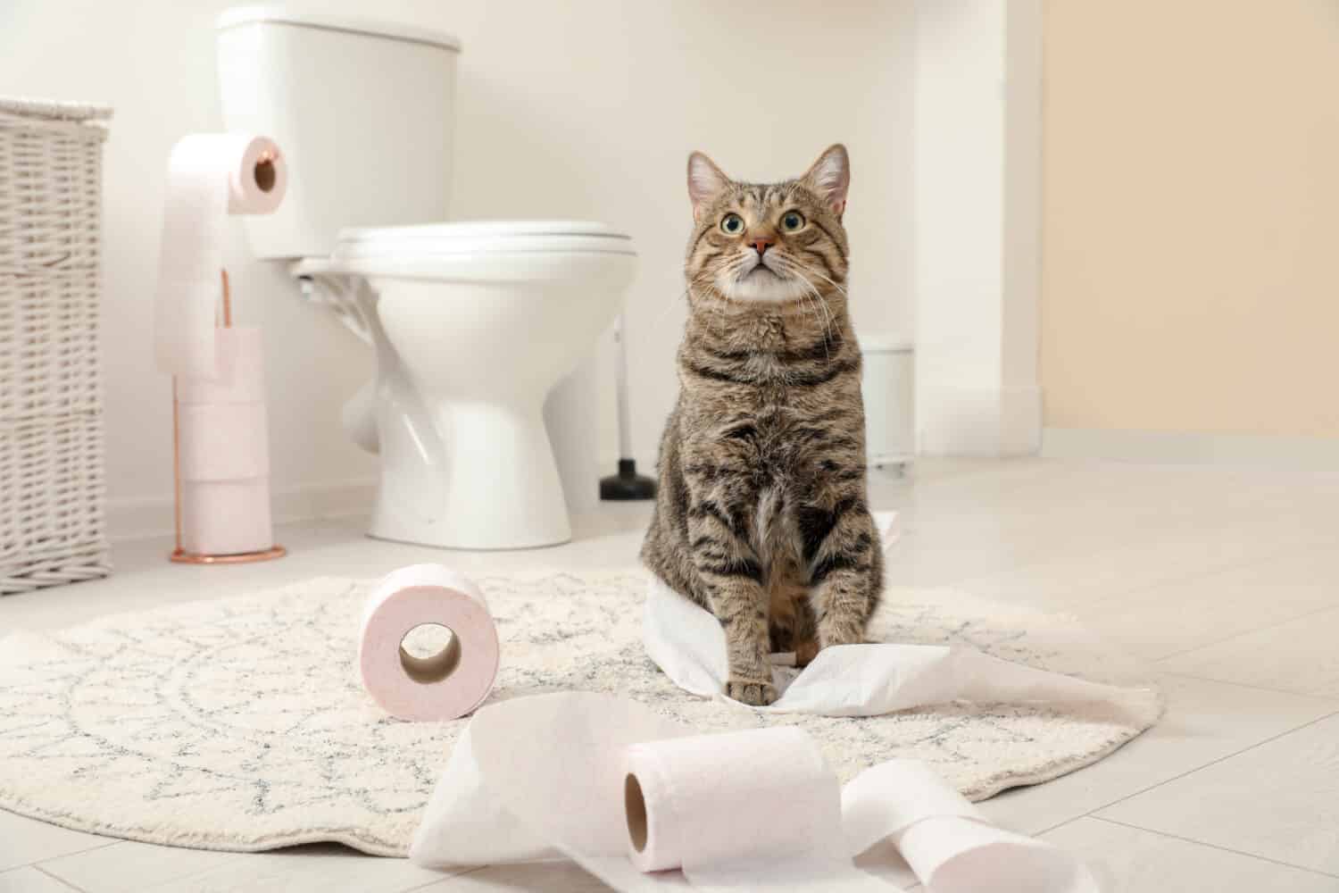 Gatto carino che gioca con il rotolo di carta igienica in bagno