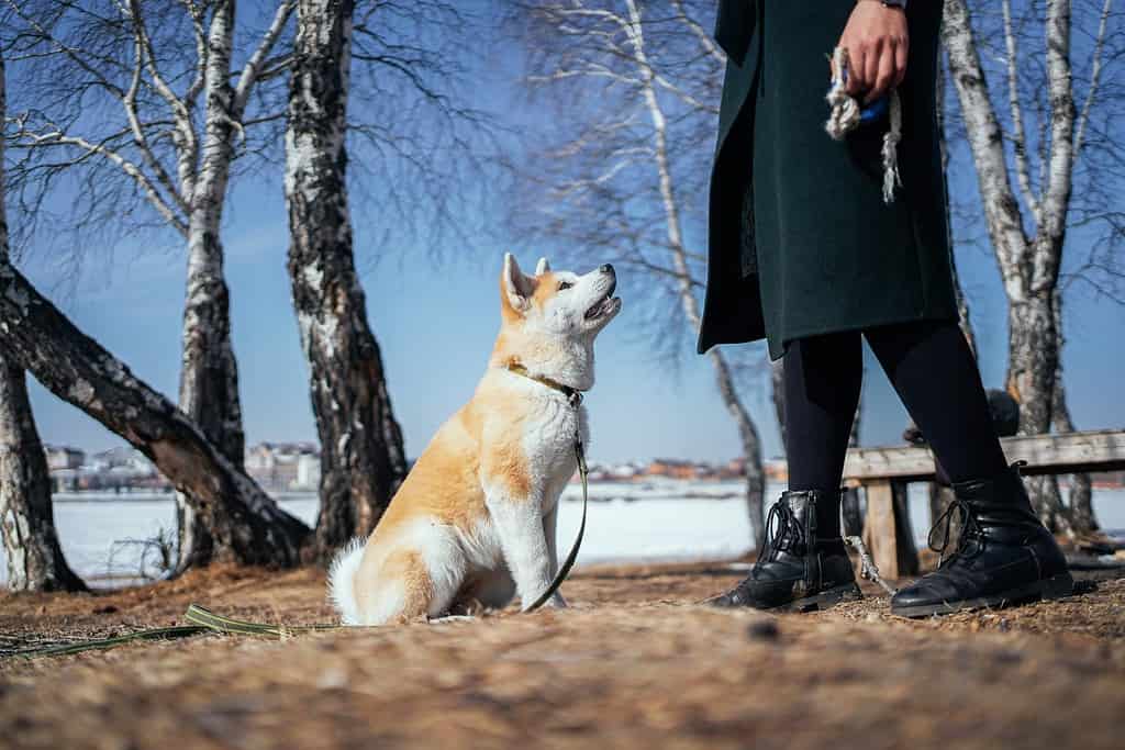 Il fedele cucciolo di akita inu guarda la donna con un cappotto verde scuro che tiene in mano un giocattolo di corda nel parco delle betulle.  Il padrone sta addestrando il suo cane all'aria aperta.