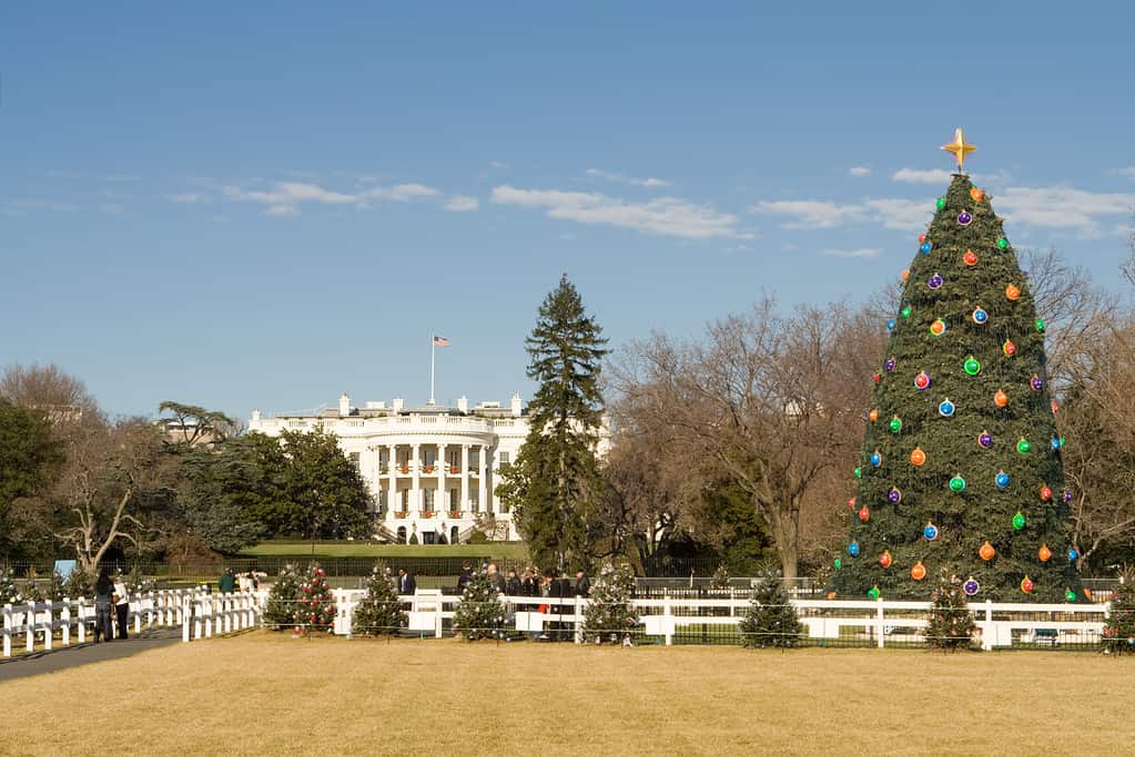 Albero di Natale nazionale davanti alla Casa Bianca, Washington DC