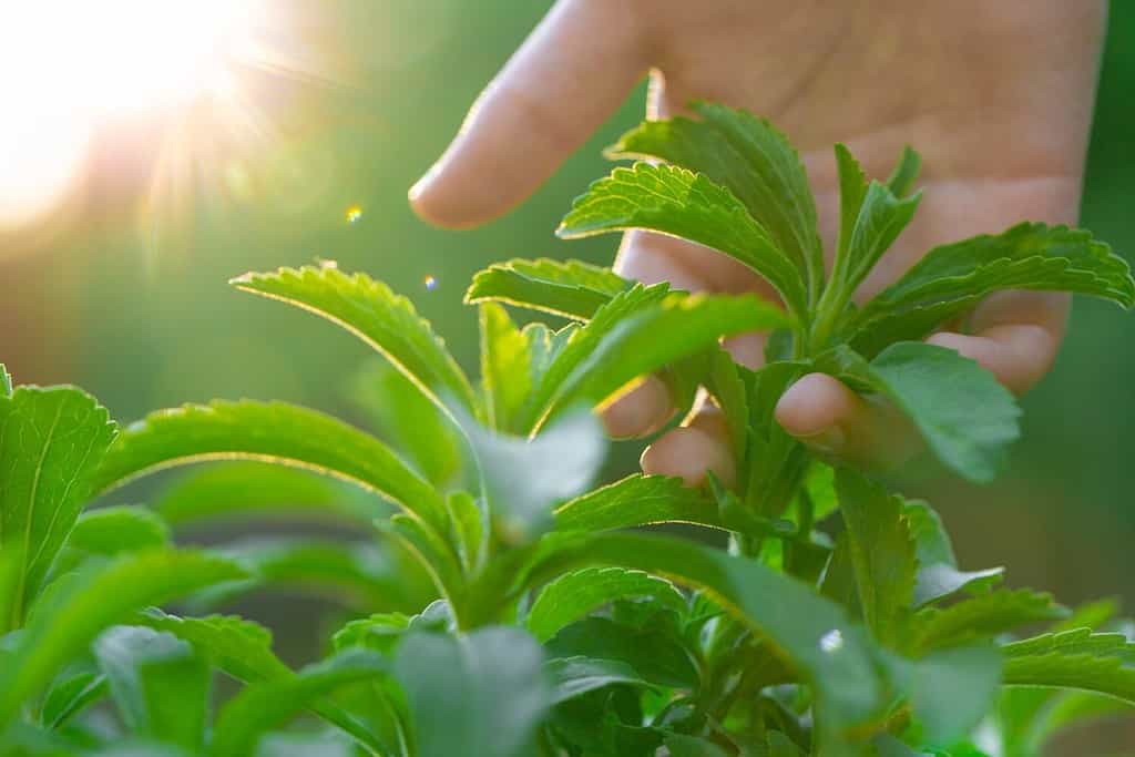 Collezione Stevia.  La mano coglie la stevia sotto i raggi del sole splendente.  Stevia rebaudiana su sfondo verde sfocato del giardino. Dolcificante naturale organico. Dolcificante alternativo a basso contenuto calorico