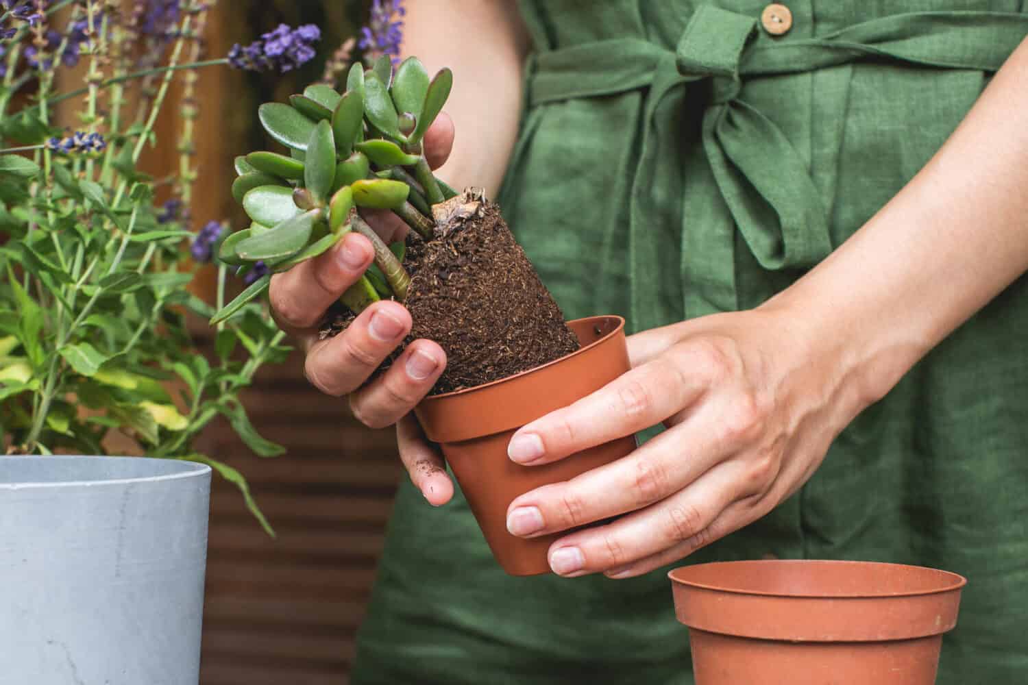 Giardinieri donna che trapiantano piante di giada in vasi di plastica su tavolo di legno. Concetto di giardino domestico. Tempo di primavera. Prendersi cura delle piante domestiche