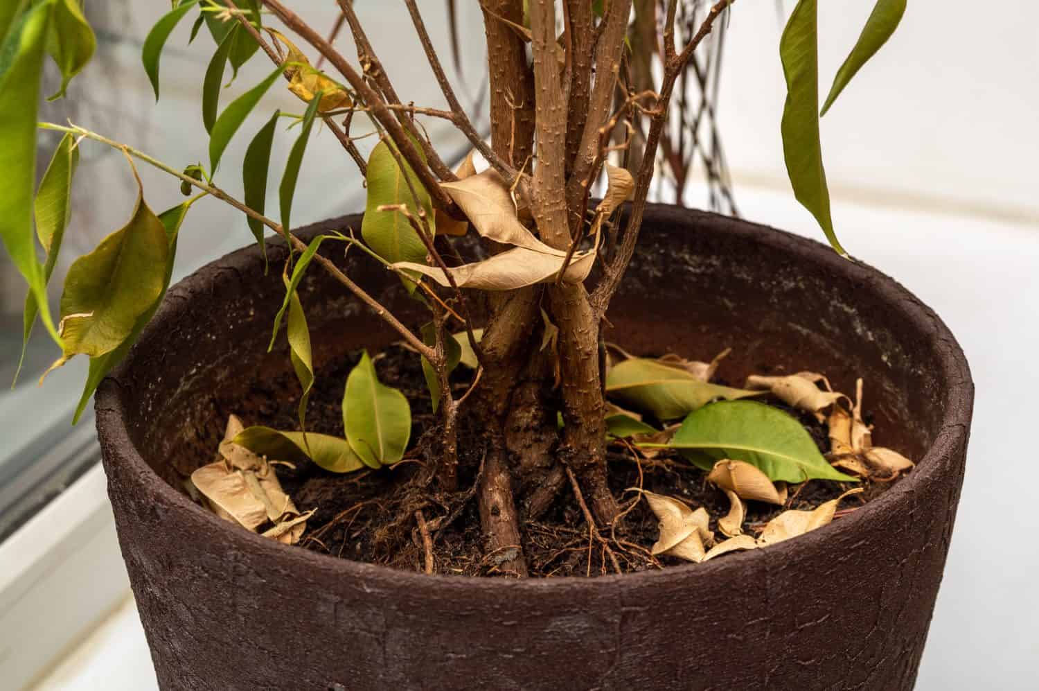 Pianta domestica rimasta senza acqua. pianta morente con foglie che cadono. Messa a fuoco selettiva