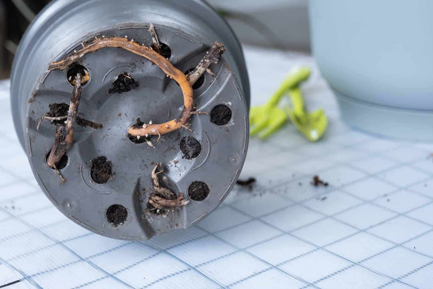 Le radici della pianta domestica sporgono dal vaso attraverso i fori di drenaggio e marciscono su una radice sana. La necessità di un reimpianto vegetale. Trapianto e cura di una pianta domestica, rizoma, marciume radicale