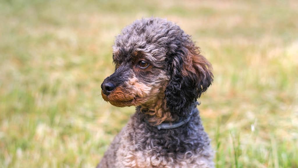 Barboncino fantasma di zibellino