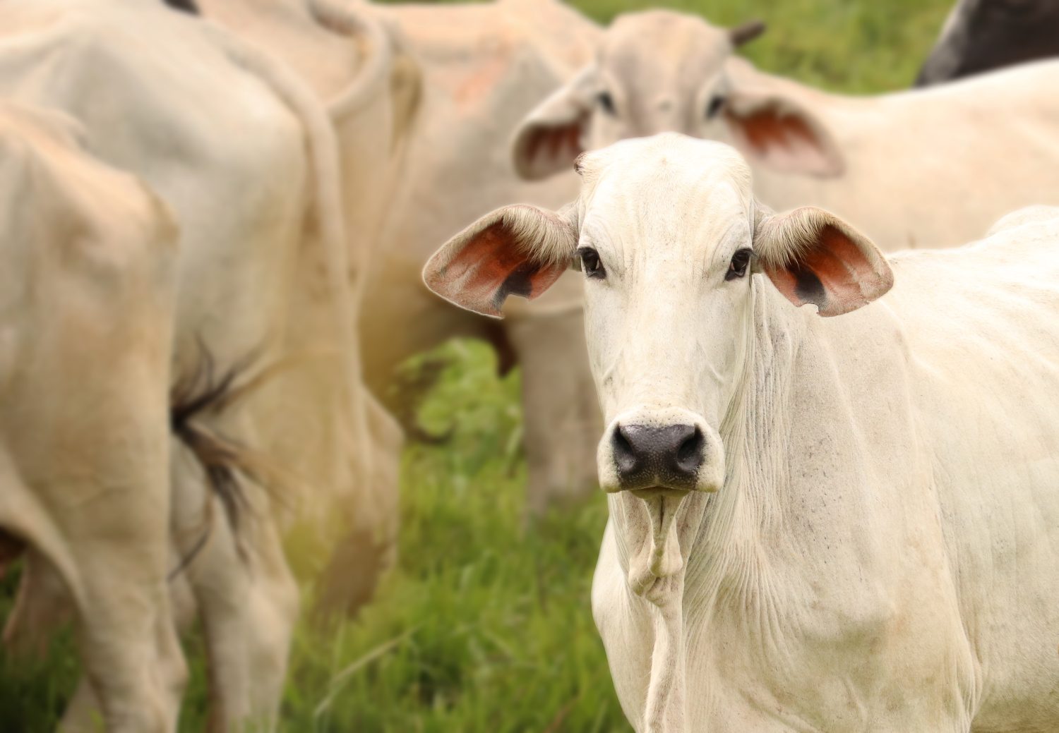 Immagine di una bellissima mucca bianca al pascolo!(Bos taurus indicus)
