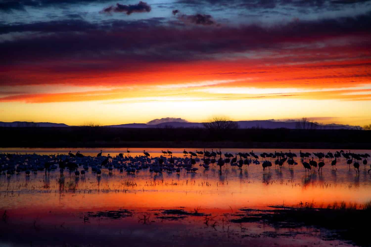Gru Sandhill e oche delle nevi all'alba nella riserva naturale di Bosque del Apache nel Nuovo Messico