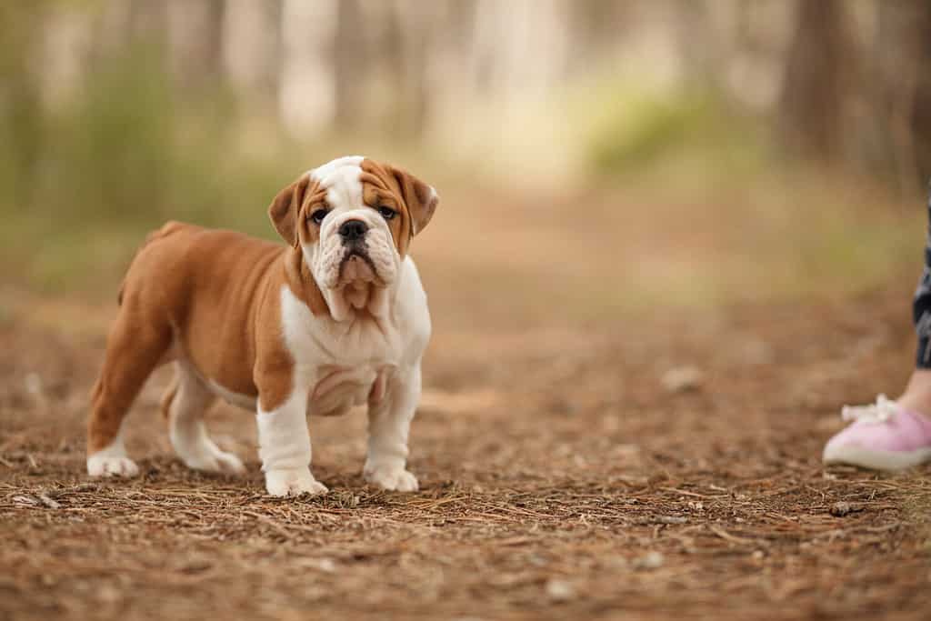 Simpatico cucciolo di bulldog inglese di colore rosso e bianco durante una passeggiata nel bosco.  Posto per l'iscrizione.  Concetto: medicina veterinaria, razza, cura del cane.