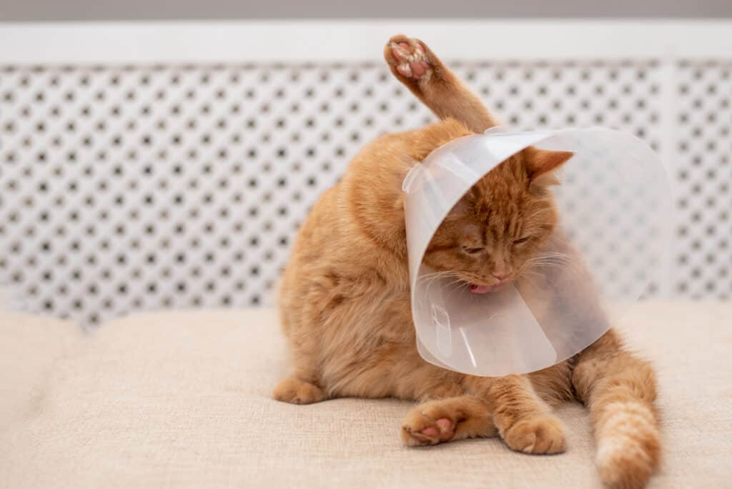 Gatto zenzero con cono che cerca di pulirsi