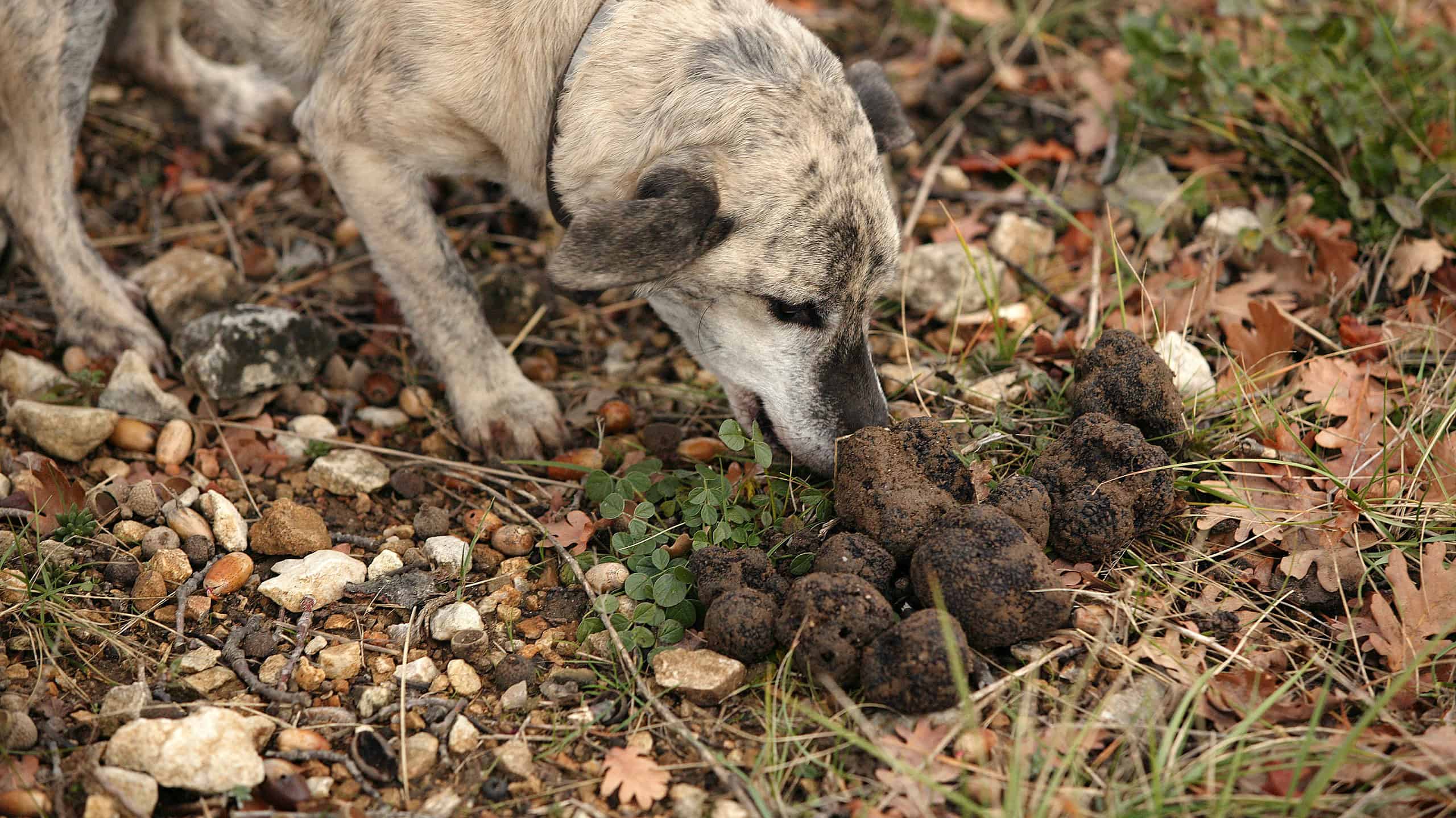 Raccolta del tartufo per cani