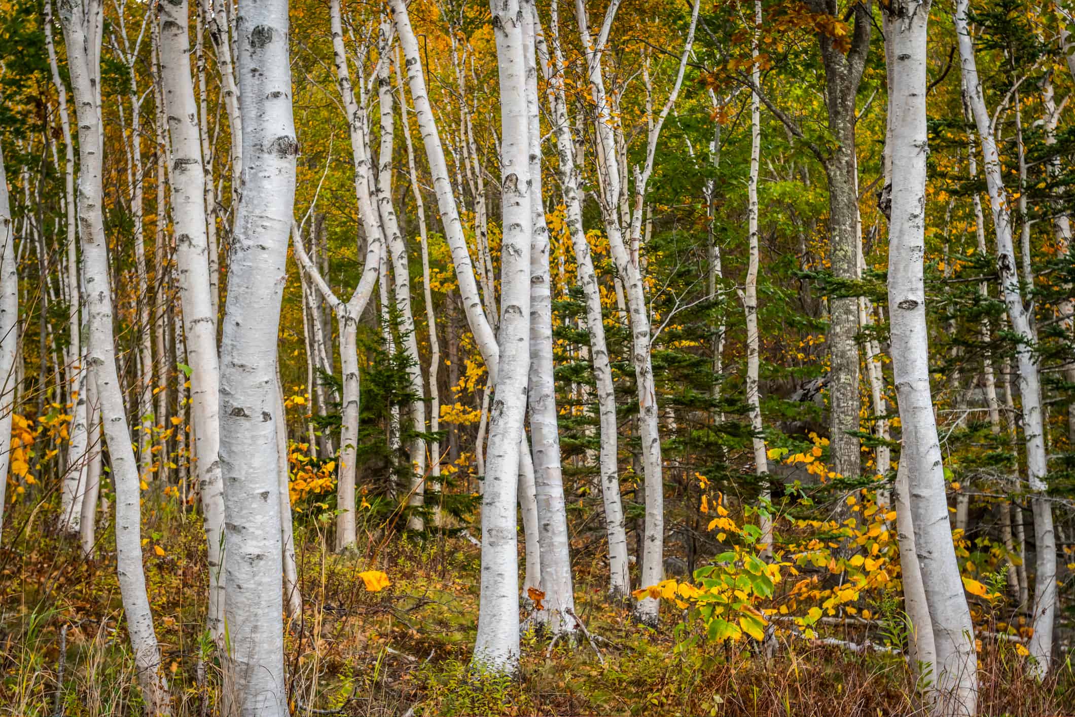 Foresta di tronchi d'albero di betulla di carta bianca