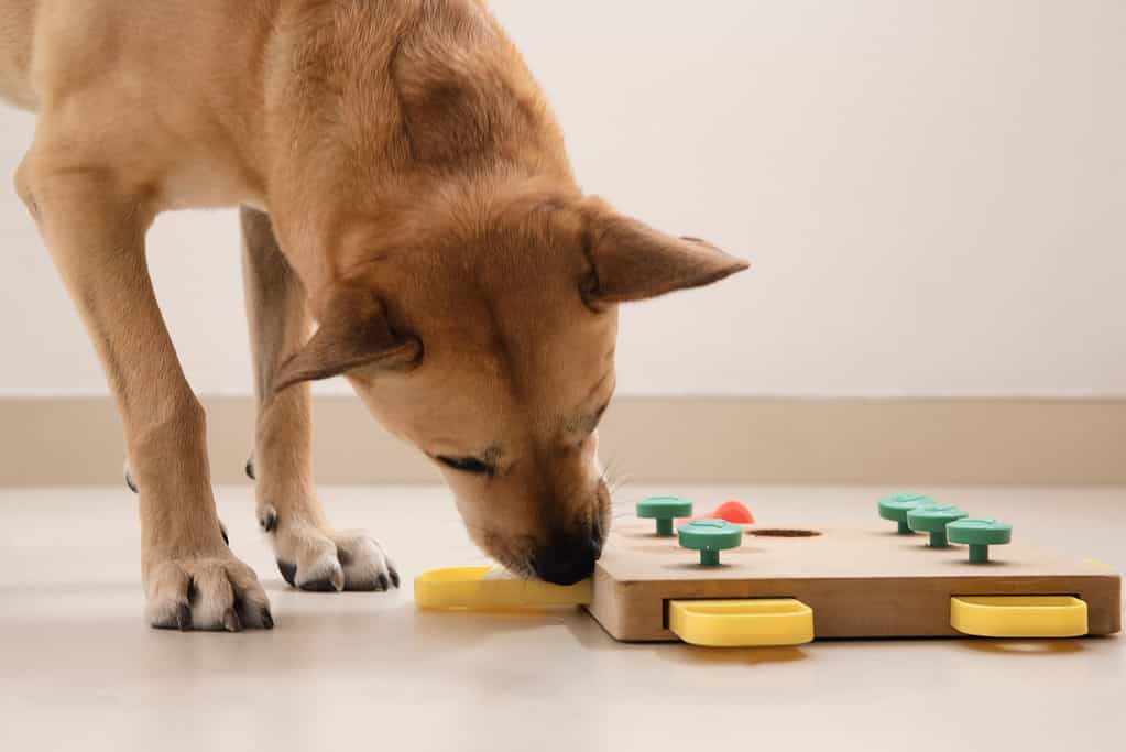 Il cane intelligente cerca deliziose prelibatezze secche nel gioco intellettuale e le mangia, da vicino. Gioco intellettuale per cani. e addestramento al lavoro con il naso con gli animali domestici. allenamento con giochi cerebrali per cani