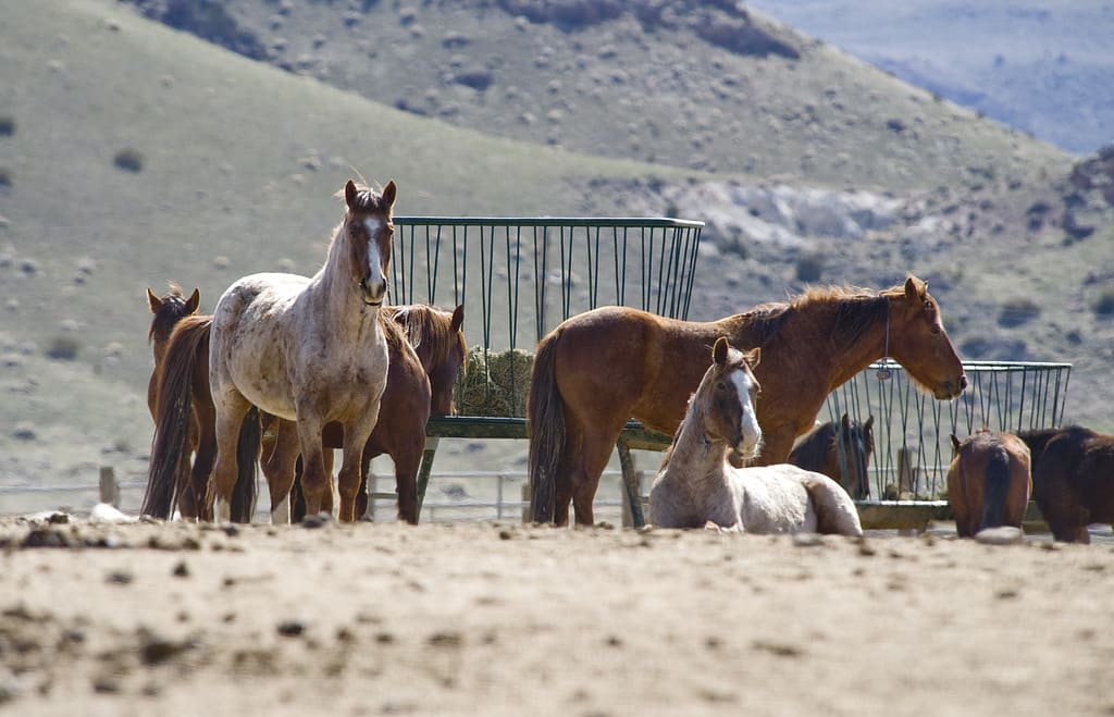 Mustang Holding Pens, Pyramid Lake, Nevada.