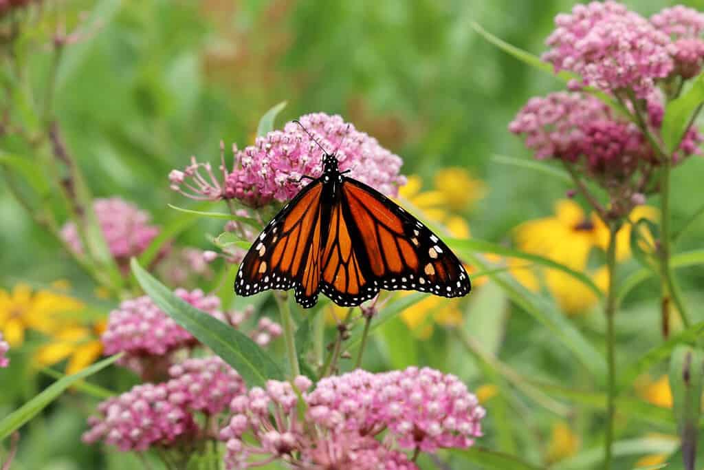 Milkweed di palude (Asclepias incarnata) in fiore con una farfalla monarca (Danaus plexippus) che si nutre di nettare nei fiori