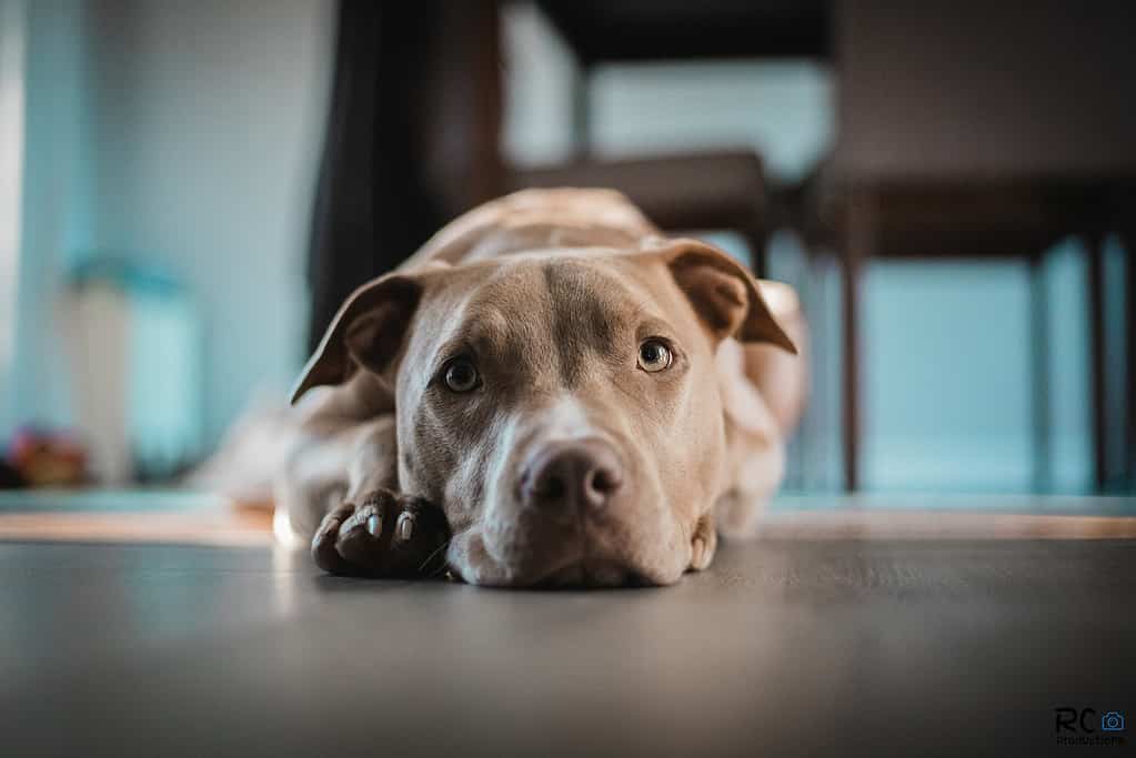 Primo piano dell'American Pit Bull Terrier sdraiato sul pavimento.