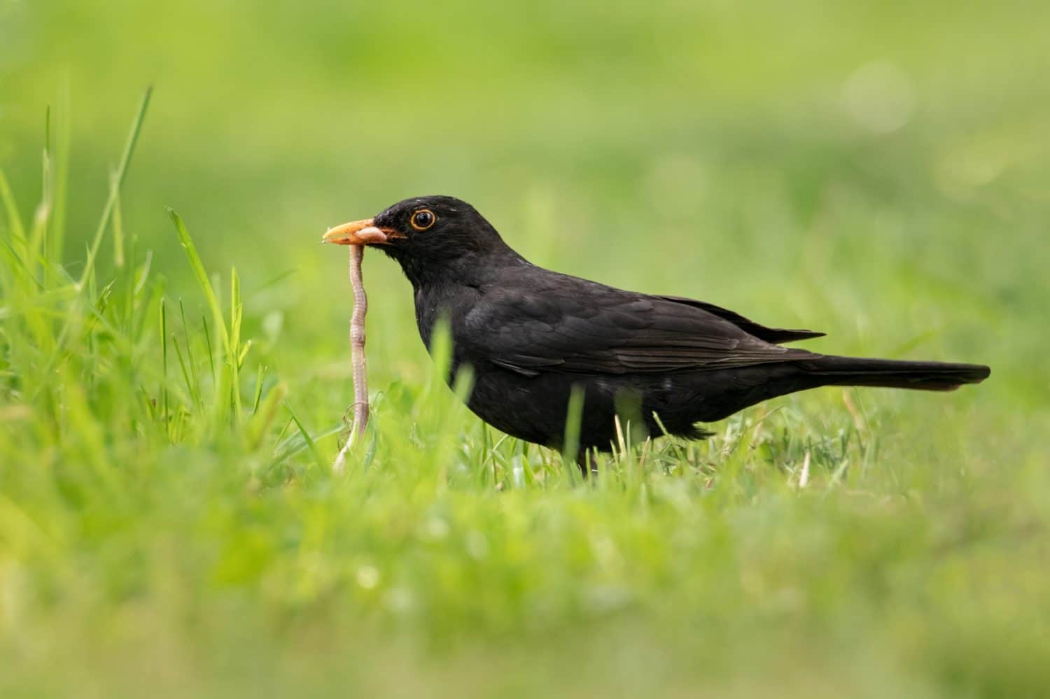 Merlo comune con un lombrico nel becco. Il merlo comune (Turdus merula) è una specie di vero tordo.