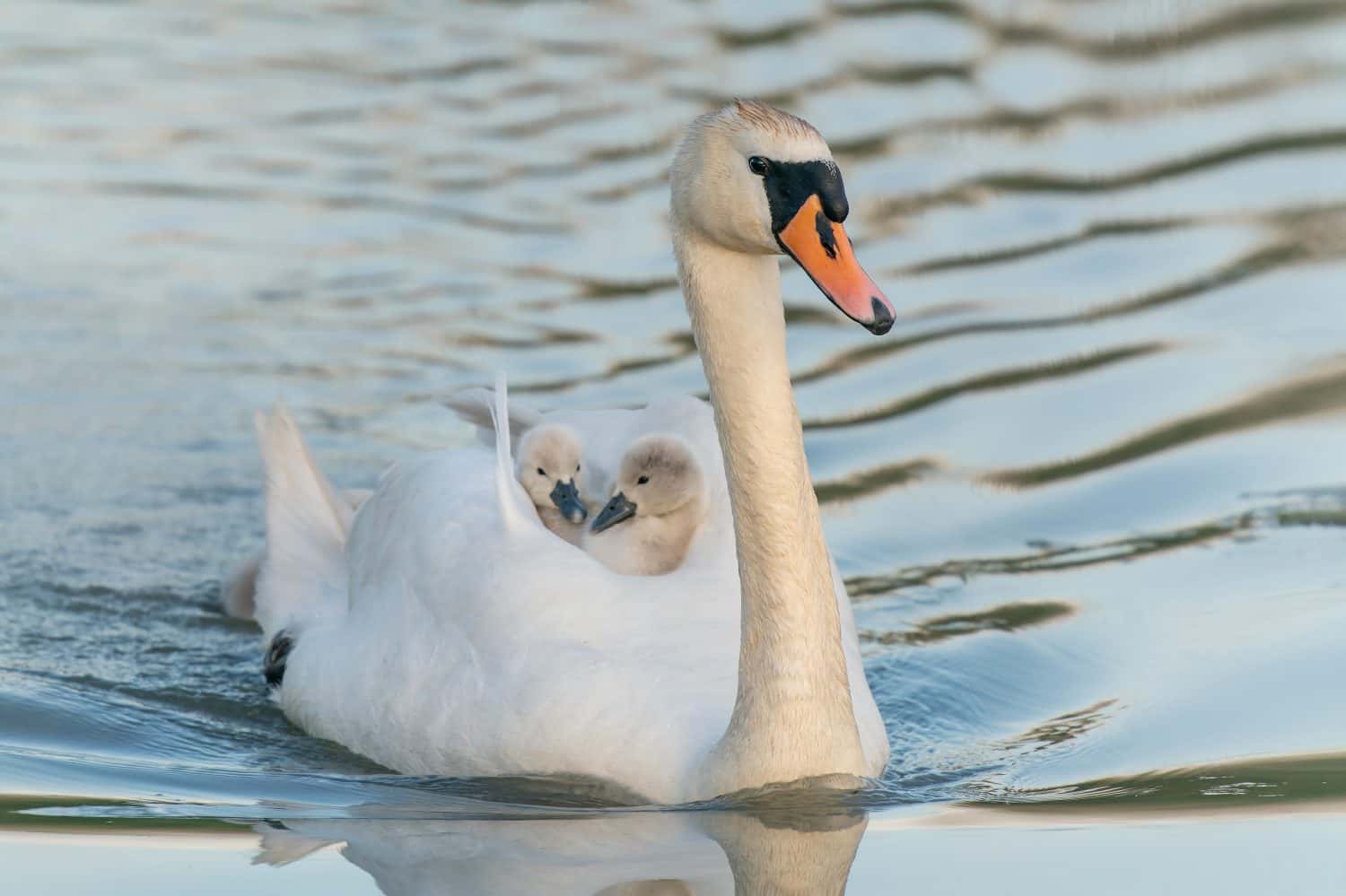 Il cigno (Cygnus olor) si fa un giro sulla schiena. Gheldria nei Paesi Bassi. Cigno reale) e cuccioli di pulcini su un lago.