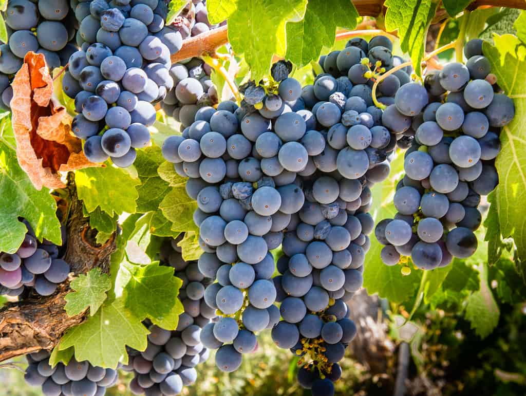 Uva rossa sulla vite