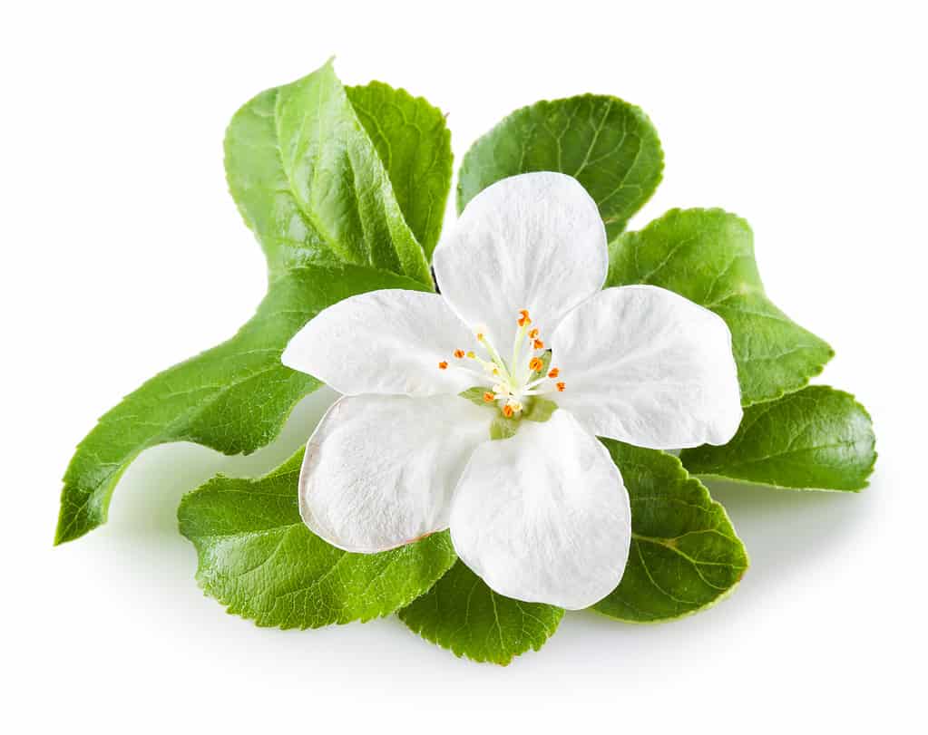Fiore di Apple Blossom su sfondo bianco
