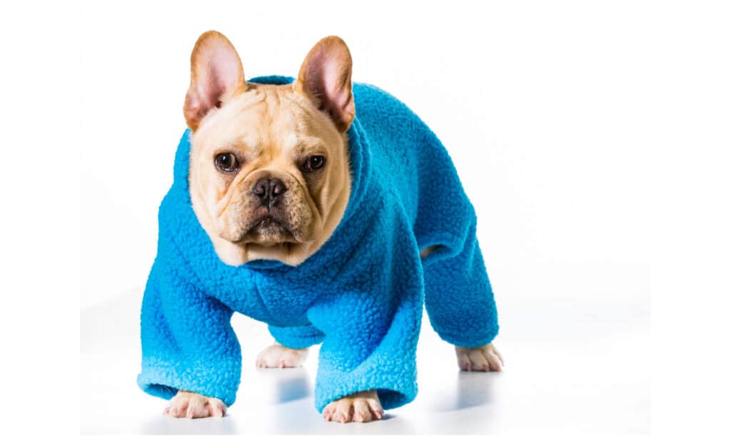bulldog francese