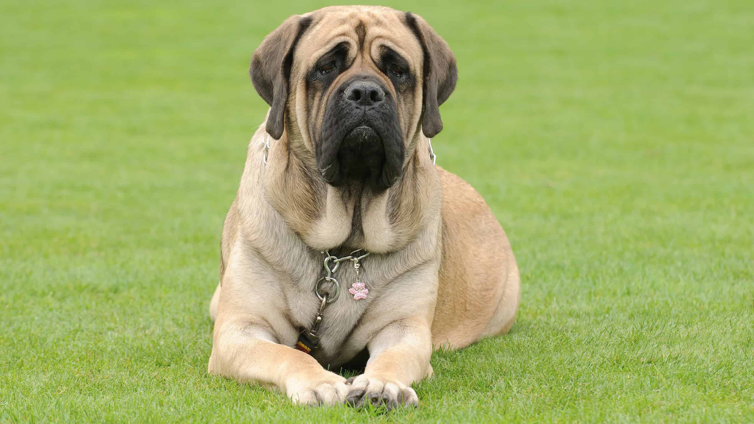 Mastino inglese