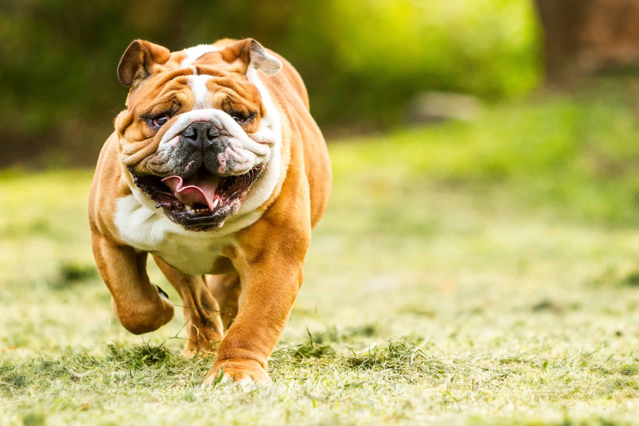 bulldog che corre
