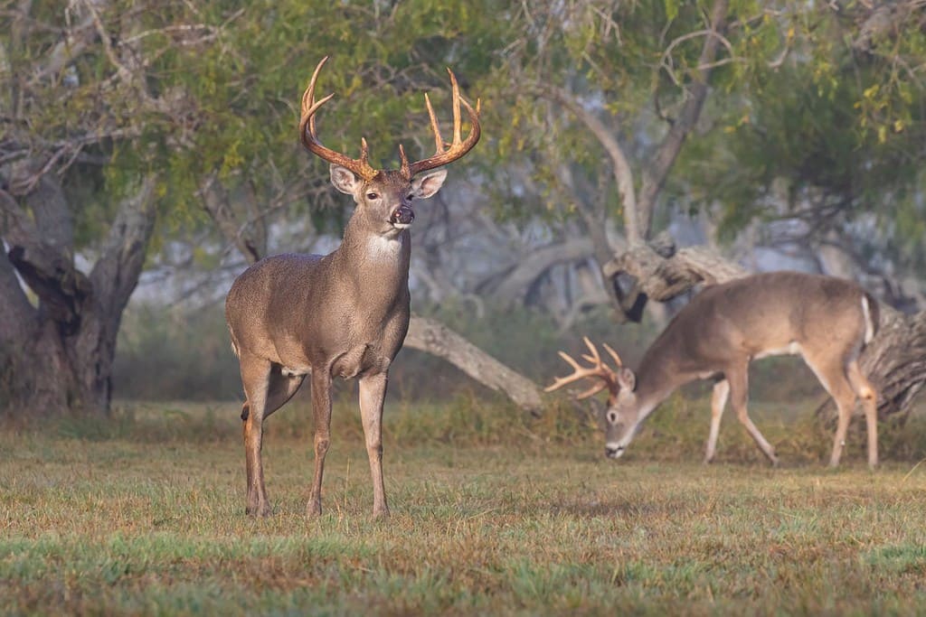 Cervo dalla coda bianca (Odocoileus virginianus) che trascina le femmine