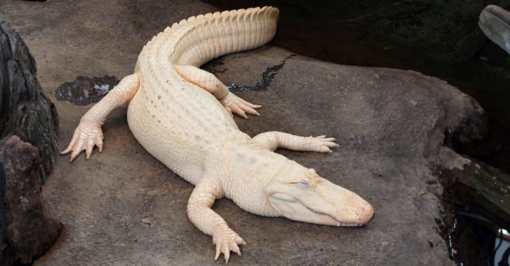 Animali bianchi - Alligatore albino