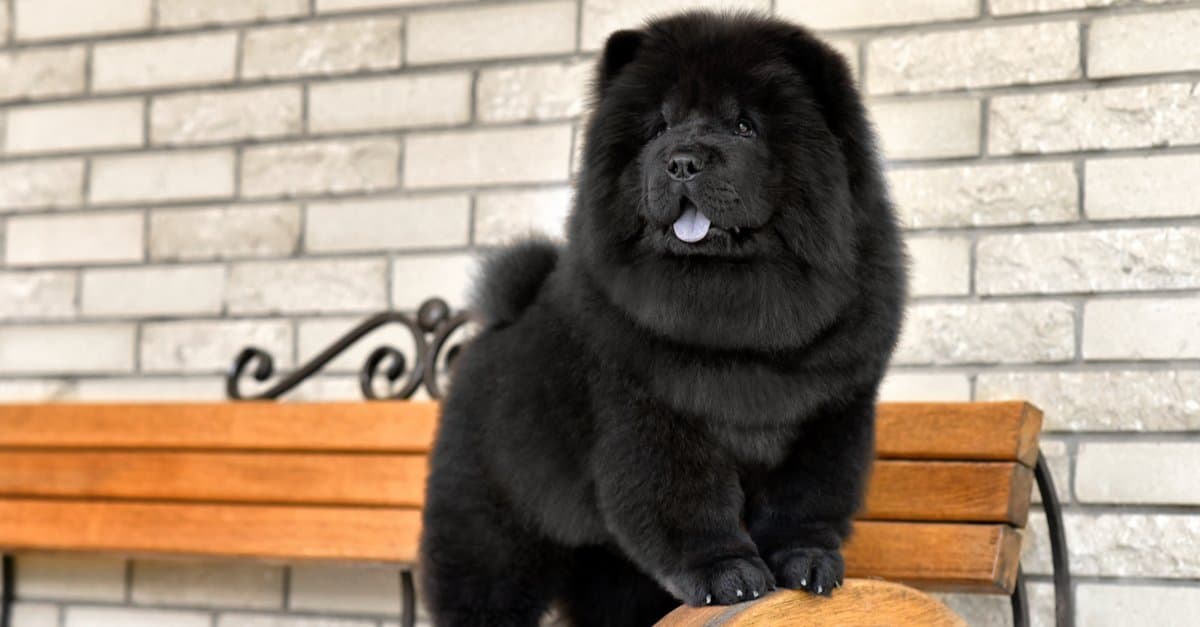 Cucciolo di Chow Chow in piedi su una panchina