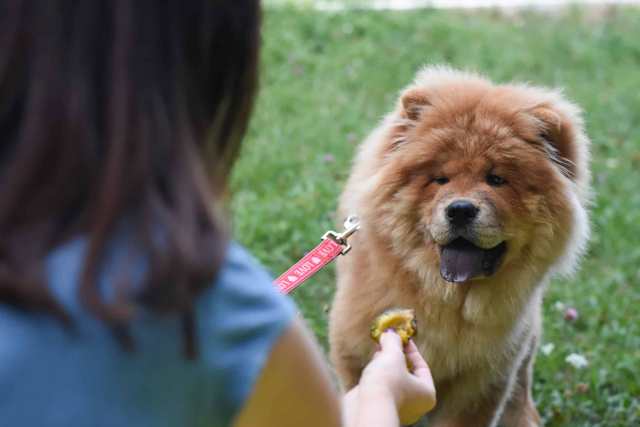 La donna dà la prugna al suo cane