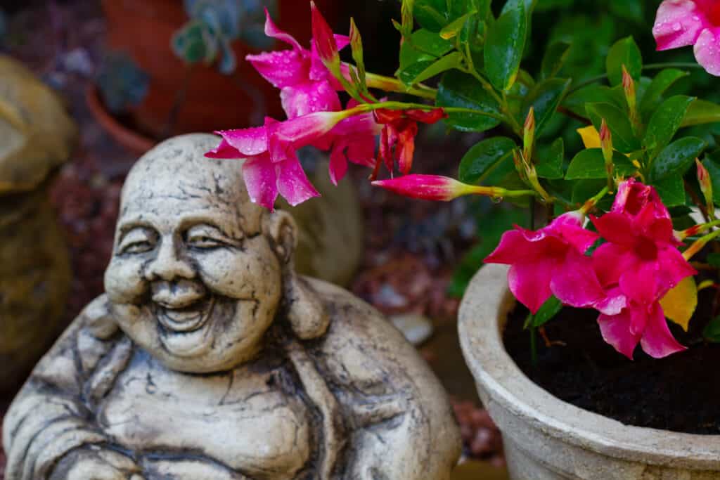 Mandevilla dopo la pioggia