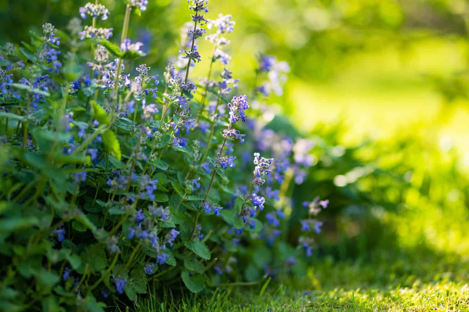 Fiori di erba gatta (Nepeta cataria) che fioriscono in un giardino nella soleggiata giornata estiva. Bellezza nella natura.