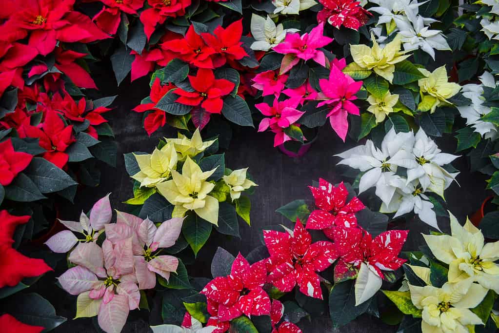 Tappeto di colori vivaci colorati poinsettia foglie rosse, gialle, arancioni, bianche, bicolori e variegate. Vengono presentate diverse varietà. Saldi di Natale in serra, negozio di fiori. Sfondo festivo