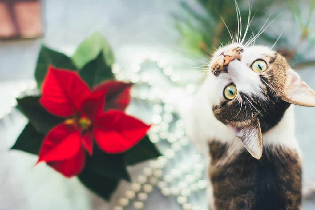 Gatto con stella di Natale. Foto divertente di un animale domestico prima di Natale