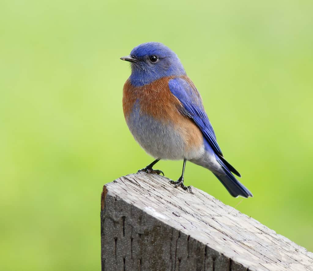 Western Bluebird appollaiato su una rete fissa