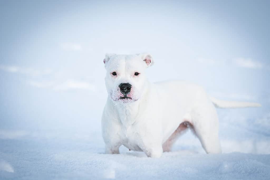 cane bianco Dogo Argentino nella neve
