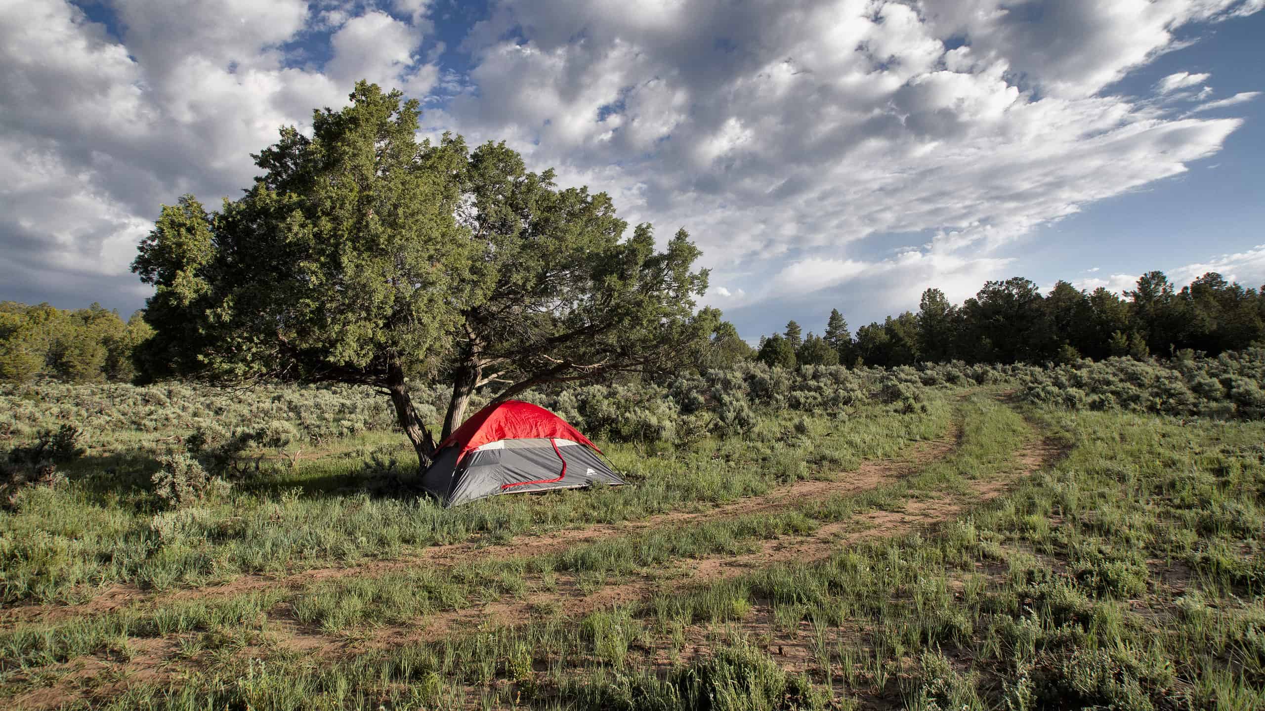 Foresta nazionale di Carson