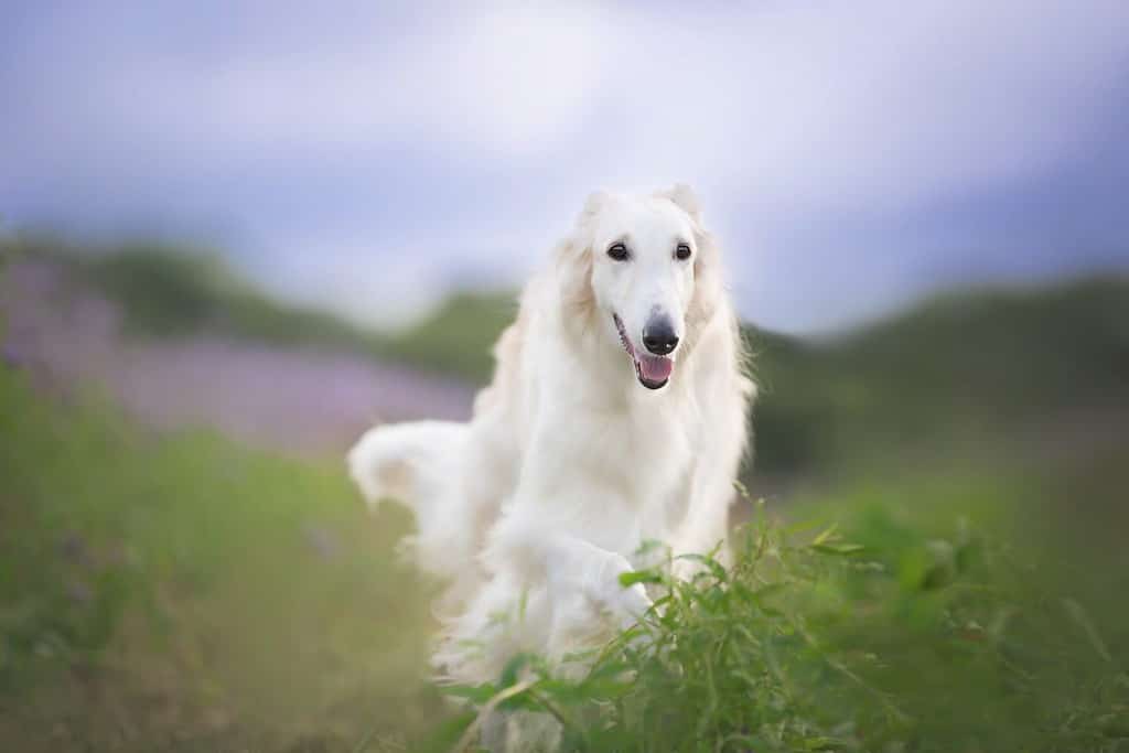Ritratto di felice cane beige razza borzoi russo che corre nel campo di fiori viola in estate. 