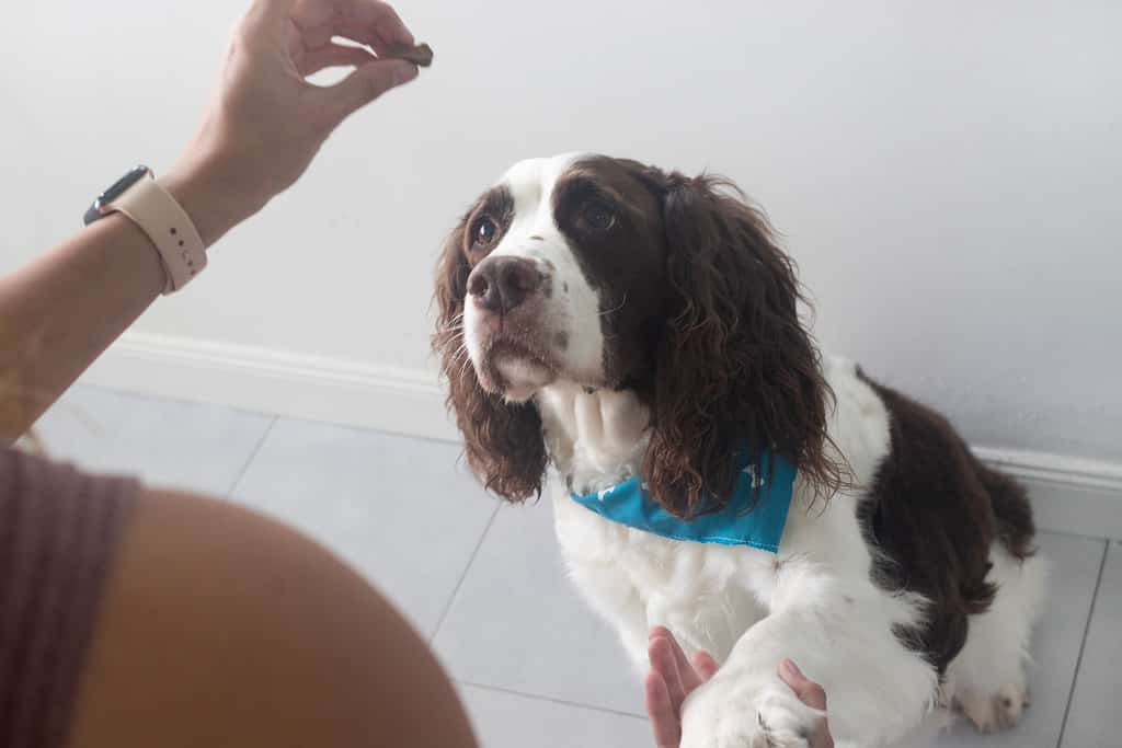 Gli English Spaniel sono i cani più fastidiosi