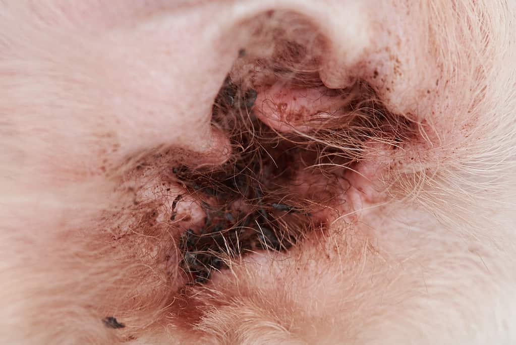 Orecchio di cane rosso con allergia