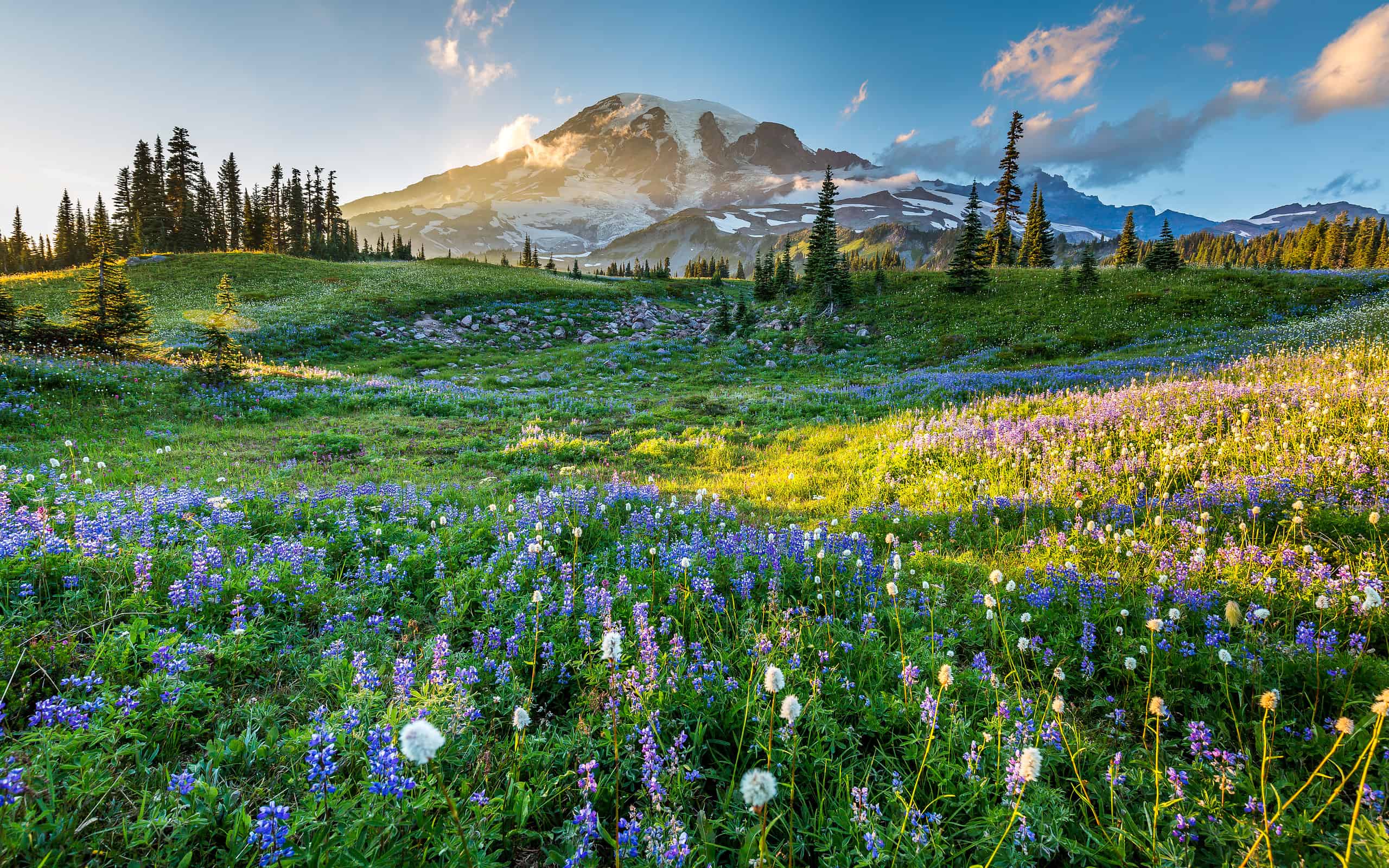 Fiori selvatici nell'erba su uno sfondo di montagne.