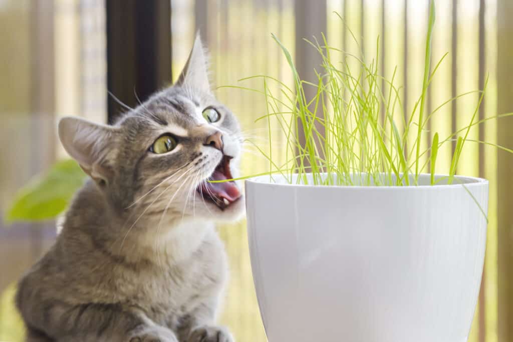 Gatto soriano grigio che mangia, annusa e sgranocchia erba verde fresca e avena verde con emozioni divertenti. Erba gatta, erba per animali domestici. Cura degli animali domestici, alimenti naturali e vitamine per il concetto di animali domestici. Salute degli animali domestici