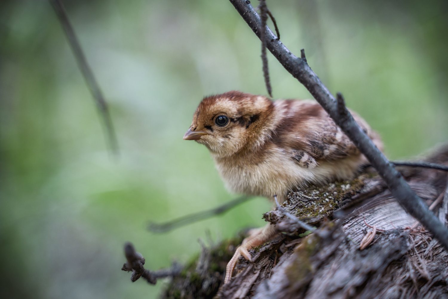 Pulcino di quaglia Bobwhite (Colinus Virginianus)