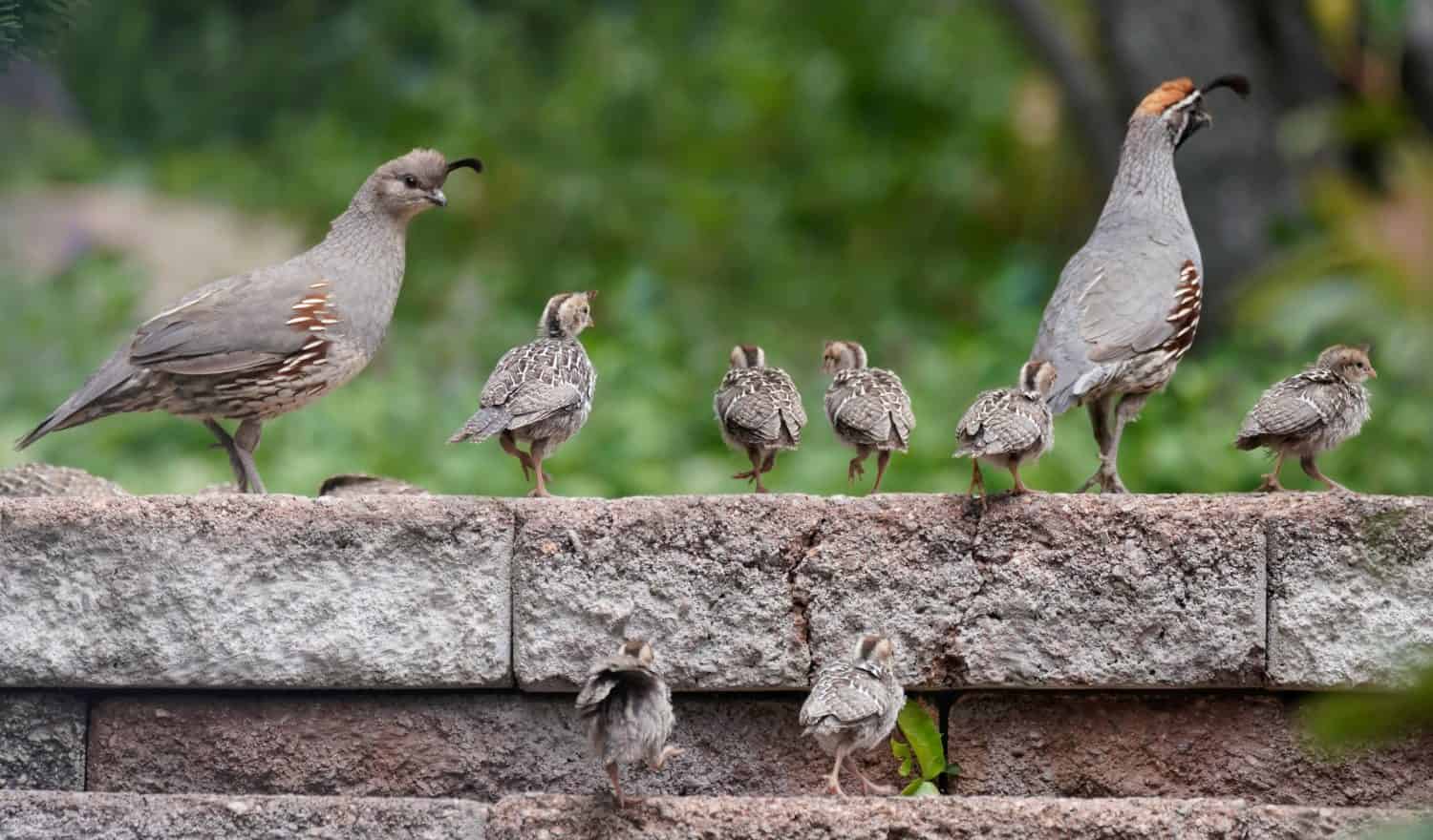 Una famiglia di pulcini di quaglia esce con mamma e papà.