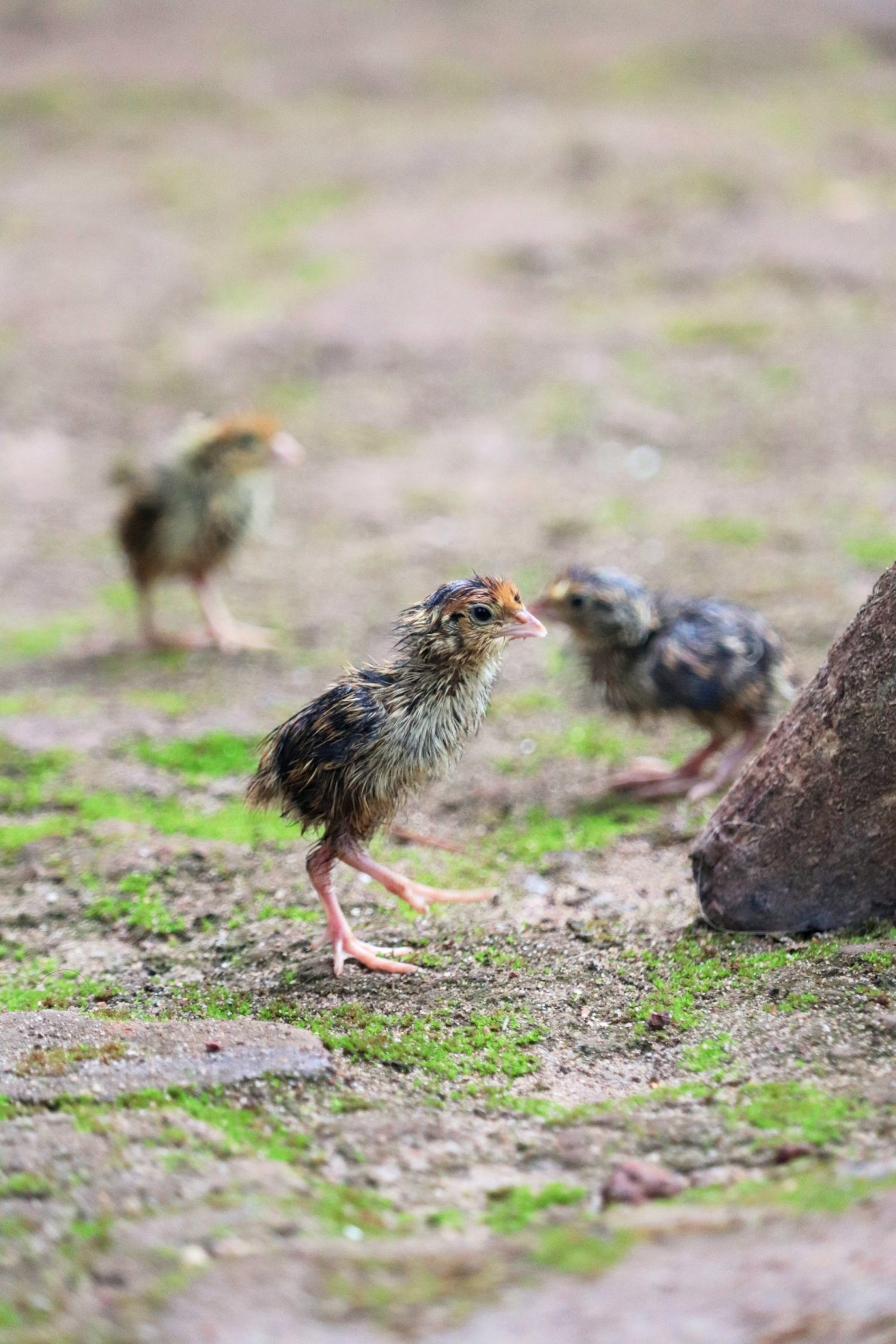 Quaglie che camminano, pulcini carini 