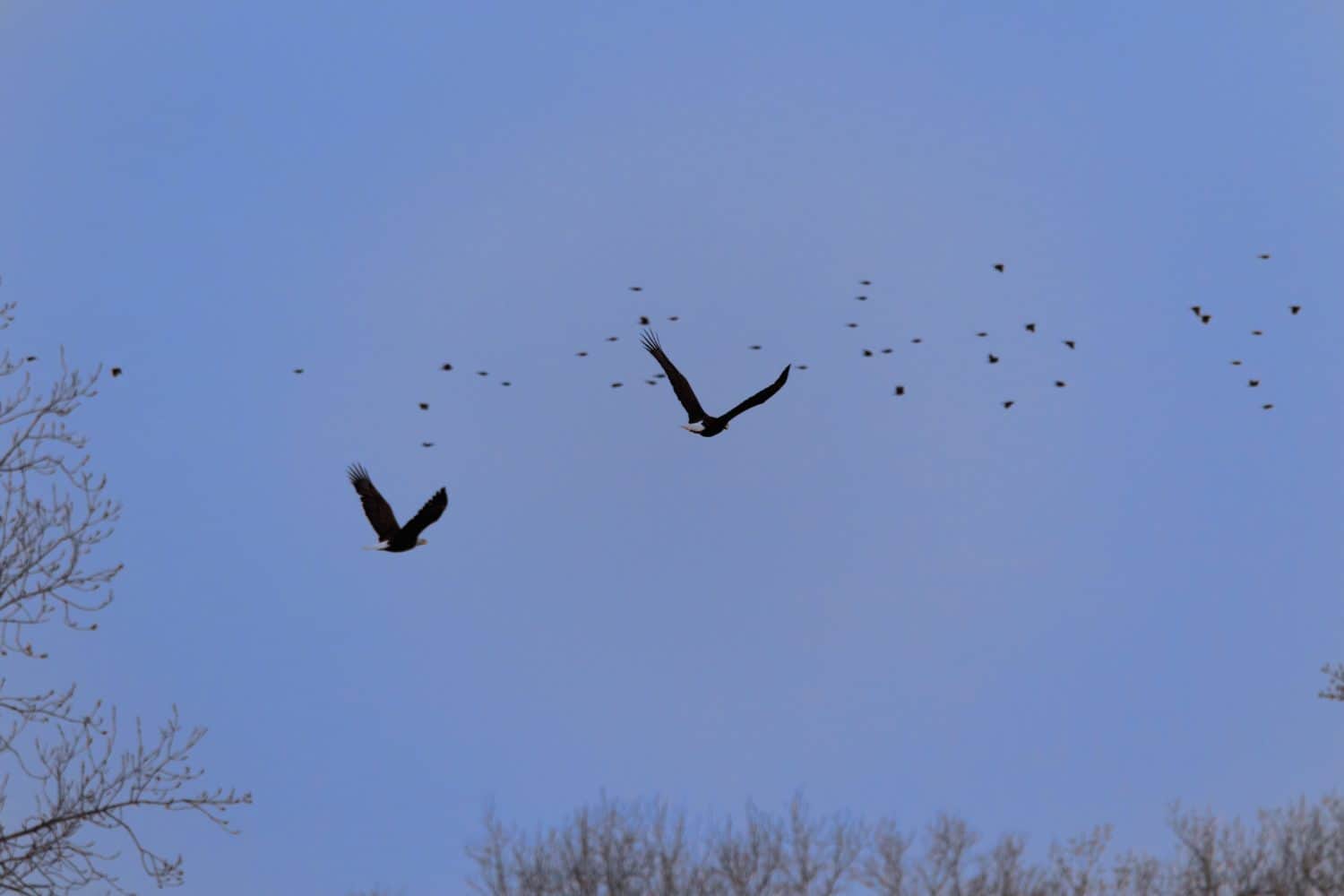 Due aquile calve americane sorvolano il Sequoyah National Wildlife Refuge situato a Vian, Oklahoma, 2018