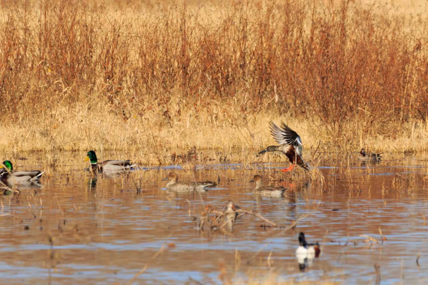 Un gruppo di anatre domestiche maschi e femmine che si divertono nelle zone umide del Salt Plains National Wildlife Refuge situato a Jet, Oklahoma 2017